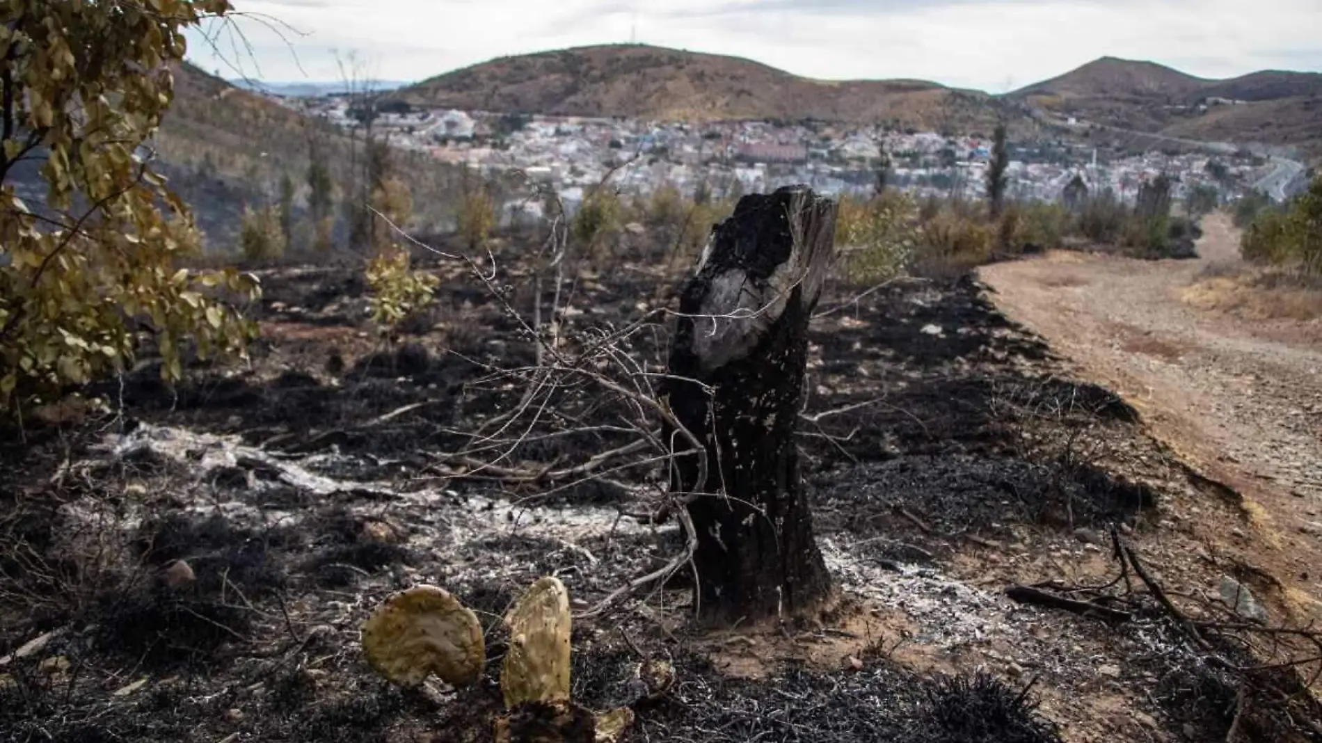 incendios forestales